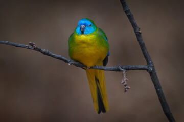 Turquoise-parrot, Neophema pulchella, Australia. Blue yellow bird in the nature habitat. Parrot from Australia sitting on the branch. Nature wildlife.