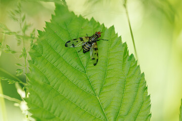 Ulidiidae Picture-winged Fly Otites porcus sitting on a leaf