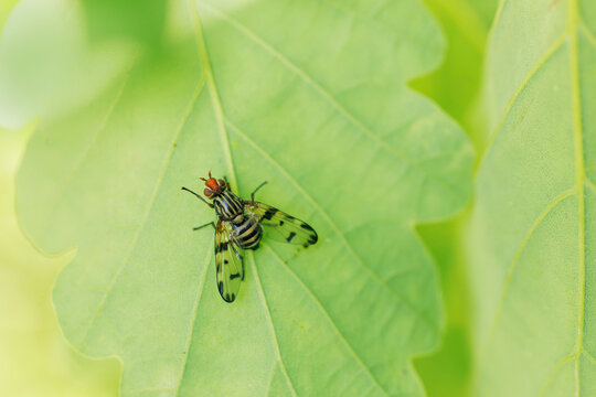 Ulidiidae Picture-winged Fly Otites porcus sitting on a leaf
