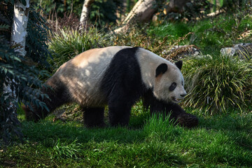 Panda in green forest vegetation.  Wildlife scene from China nature. Portrait of Giant Panda...