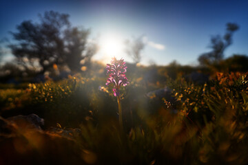 Orchid sunset. Anacamptis papilionacea, Pink Butterfly Orchis, Gargano in Italy. Flowering European...