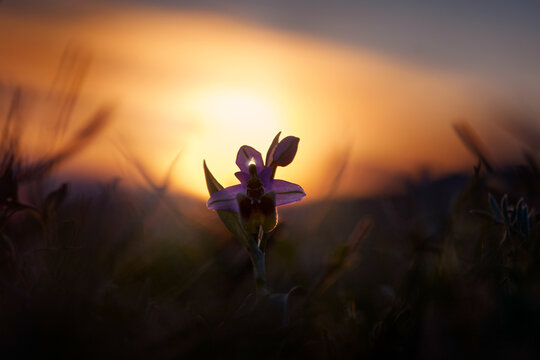 Ophrys tenthredinifera, Sawfly Orchid, Gargano in Italy. Flowering European terrestrial wild orchid, nature habitat. Beautiful detail of bloom, spring sunset from Europe. Wild flower on green meadow.