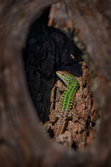 Italian wall lizard, Podarcis sicula, Gargano in Italy. Green lizard hidden in the tree trunk,...