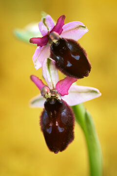 Ophrys biscutella, pink flower Gargano in Italy. Flowering European terrestrial wild orchid, nature habitat. Beautiful detail of bloom, spring scene from Europe. Wild flower on green meadow, ophrys.