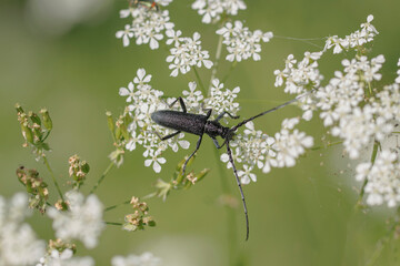 Longhorn beetle Cerambycidae Cerambyx scopolii foraging on a flower
