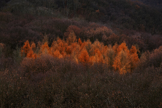 Winter - larch trees in the forest, Brdy mountain in the Czech Republic. Winter forest, rainny day in nature. Travel in Europe.