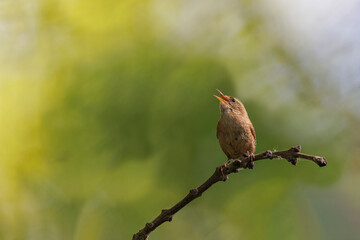 Eurasian wren Troglodytes troglodytes perched 