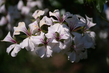 white flowers with a purple center on a blurred green background