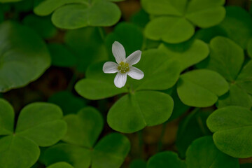 Oxalis or creeping wood--sorrel with dainty white flower