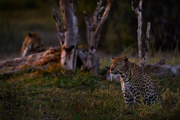 Leopard in the forest, Okavango delta in Botswana. Wildlife nature.