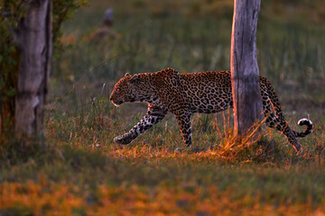 Leopard sunset, walk. Leopard, Panthera pardus shortidgei, nature habitat, big wild cat in the...
