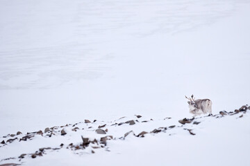 Svalbard wild Reindeer, Rangifer tarandus, with massive antlers in snow, Svalbard, Norway. Svalbard caribou, wildlife scene from nature, winter in the Actic. Winter landscape with reindeer.