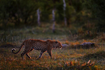 Wildlife Africa. Leopard in the forest, Okavango delta in Botswana. Wildlife nature.