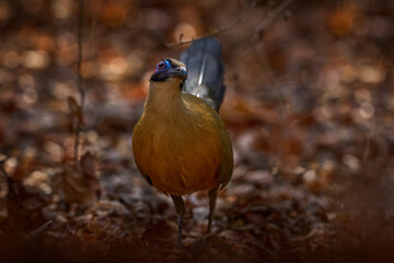 Giant coua, Coua gigas, bird in the nature habitat, Kirindy Dorest in Madagascar.