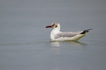 Gull