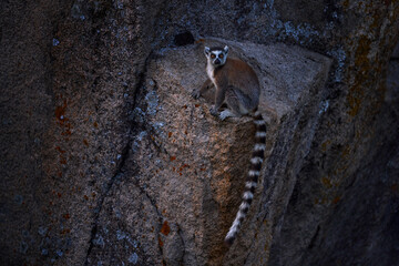 Monkey with granite rock, sunset. Madagascar wildlife, Ring-tailed Lemur, Lemur catta. Animal from Madagascar, Africa, orange eyes. Evening light sunset, Anja Nature Park.
