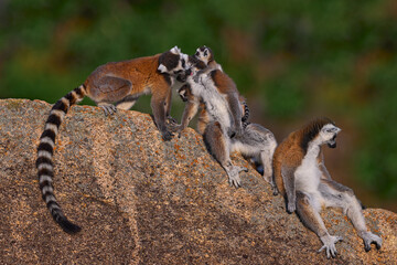 Madagascar wildlife, lemur family. Ring-tailed Lemur, Lemur catta family, cub on the back. Animal from Madagascar, Africa, orange eyes. Evening light sunset,  Anja Nature Park. Madagascar wildlife.