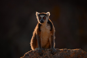 Monkey with granite rock, sunset. Madagascar wildlife, Ring-tailed Lemur, Lemur catta. Animal from Madagascar, Africa, orange eyes. Evening light sunset, Anja Nature Park.