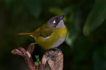 Common bush tanager, Chlorospingus flavopectus, sitting on the orange and green mossy branch. Wildlife in Costa Rica, mountain bird in the dark green forest, clear background.