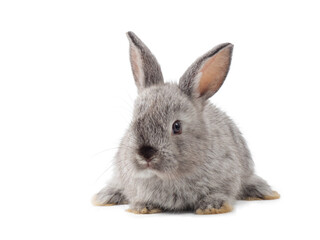 Sife view of baby gray rabbit sitting on white background. Lovely action of young rabbit.