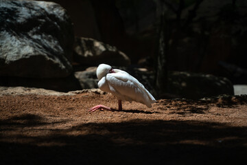 Big white Pelican bird on the ground 