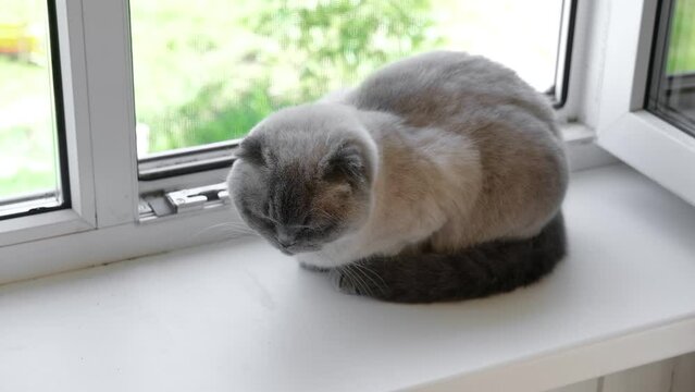 Scottish fold cat sitting on the windowsill in summer. Gray domestic cat sitting near open window around houseplants and looking out the window. Image for veterinary clinics, sites about pet, cat food