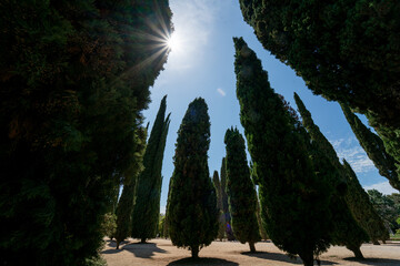 trees in the park with sunstar above
