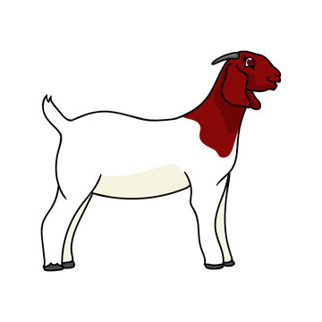 boer goat cartoon standing vector illustration