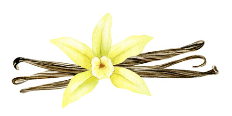 Naklejka na ściany i meble Vanilla flower, sticks, pods. Watercolor illustration drawn by hands. Ingredients for cookery and sweet baking. Organic healthy food. Isolated. For packaging design, menu, advertising