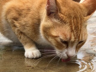 Thirsty Cat