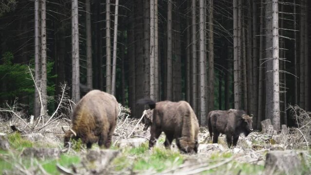 wild living European wood Bison, also Wisent or Bison Bonasus, is a large land mammal and was almost extinct in Europe, but now reintroduced to the Roothaarsteig mountains in Sauerland Germany.