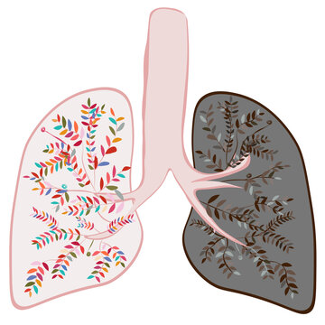 colorful Human lung and another side dark lung anatomy on white transparent background 03