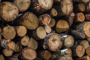 Fototapeta premium Tree logs displayed on top of each other in a timber production area