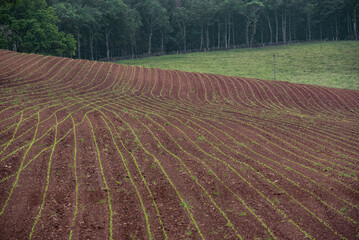 View of furrows in a field in a countryside location