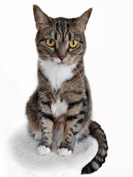 Portrait of a gray, striped cat with beautiful eyes on a white background