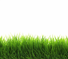 Obraz premium Grass isolated on white with copy space