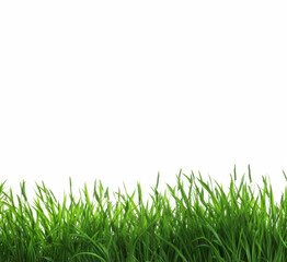 Fototapeta premium Grass isolated on white with copy space