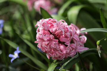 Flowering hyacinths at Easter in spring