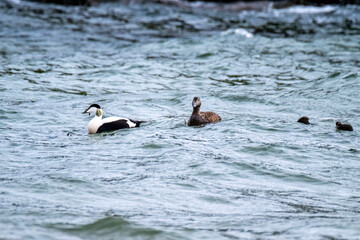 Common Eiders family training their ducklings on the Atlantic Ocean