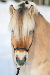 Portrait of a fjord horse