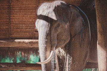 .mistreatment of elephants