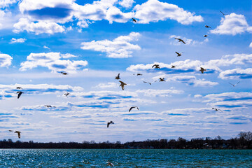 seagulls flying over the lake