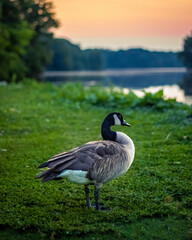 goose on the lake