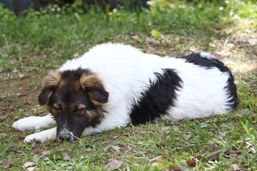 Naklejka na ściany i meble black and white big puppy dog full body portrait on green grass background