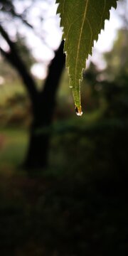 niebla, bruma, ma&ntilde;ana, al lado del rio, amanecer, fondo de escritorio, ruta del colesterol, soledad, la gota que colma el baso, desorientado, campo, tierra, ca&ntilde;as, despu&eacute;s de la lluvia, calma total