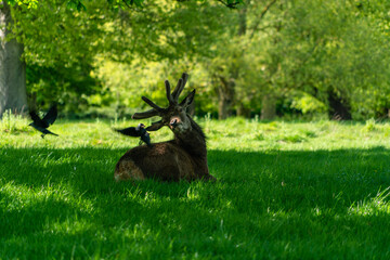 deer in the woods