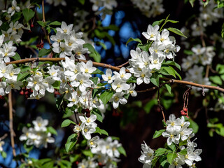 blooming apple tree branches against the background of the morning blue sky