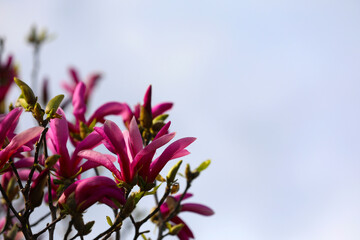 Purple blooming magnolia in spring