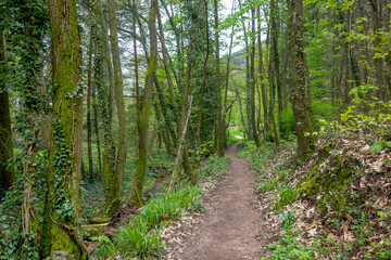 Footpath in a forest