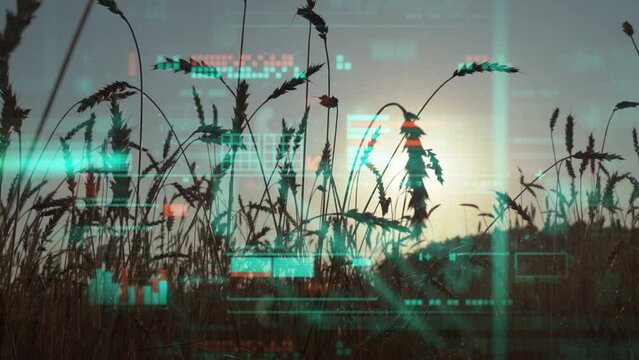 Agricultural business concept. Analytics data and growth graphs against the background of a wheat agricultural field